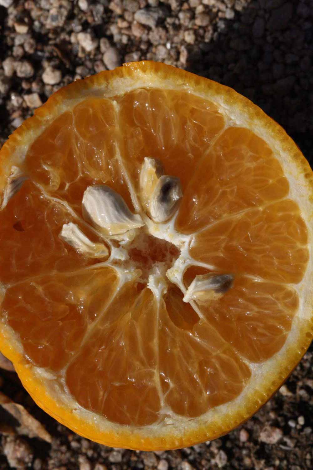              Fruit cross-section (Riverside, CA)       
